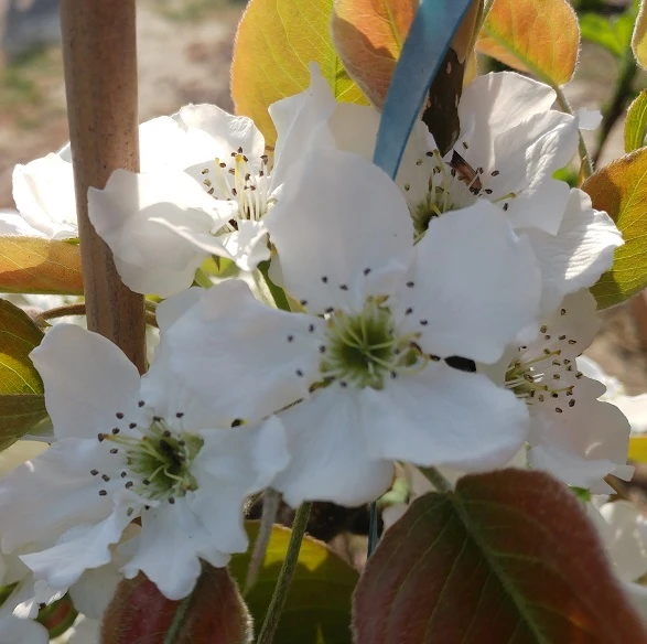 Nashi Nijiseiki Pyrus Pyrifolia `Nijiseiki´ – Bild 3