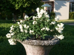 Zwerg-Gartenjasmin `Little White Love´ Philadelphus Coronarius