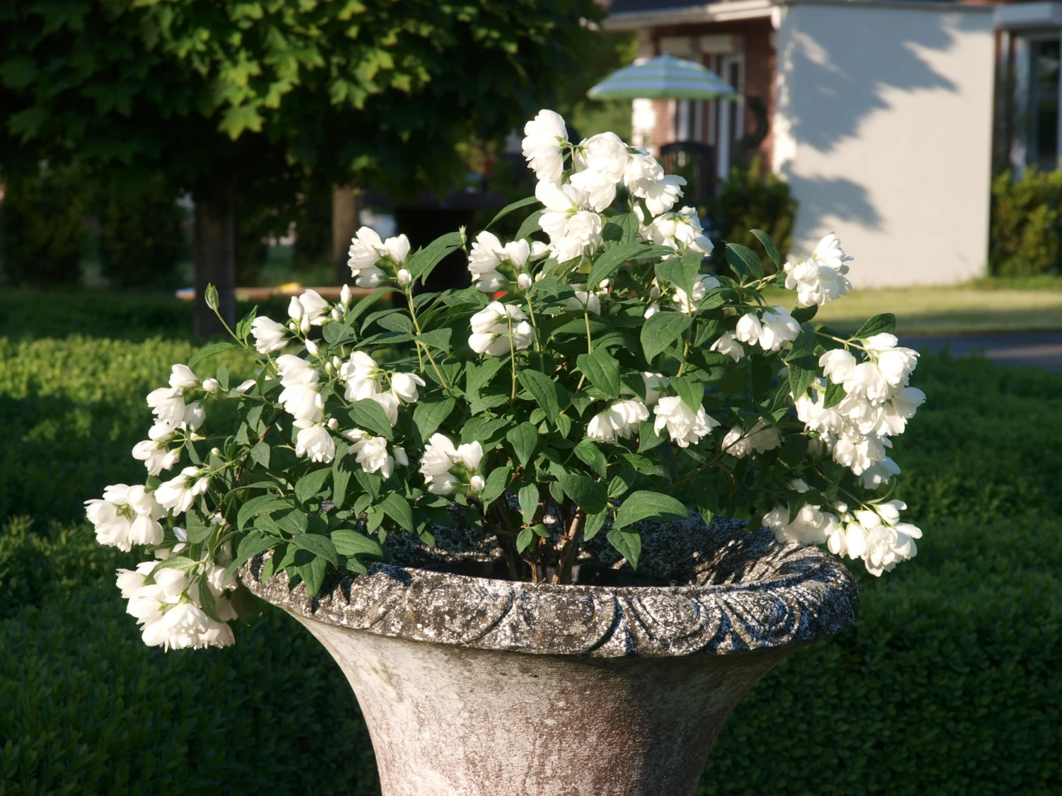 Zwerg-Gartenjasmin `Little White Love´ Philadelphus Coronarius
